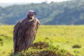 Lappet-faced vulture closeup wildlife portrait in Masai mara. Blurred out background. Royalty Free Stock Photo