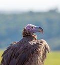 Lappet-faced vulture closeup wildlife portrait in Masai mara.