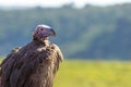 lappet-faced vulture closeup wildlife portrait in Masai mara. Royalty Free Stock Photo