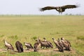 Lappet faced vulture in Masai Mara, Kenya Royalty Free Stock Photo