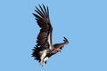 Lappet-faced vulture in flight Royalty Free Stock Photo
