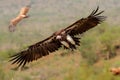 Lappet faced vulture flying before landing Royalty Free Stock Photo