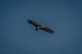 Lappet-faced vulture glides through clear blue sky Royalty Free Stock Photo