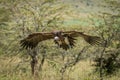 Lappet-faced vulture glides towards landing among trees Royalty Free Stock Photo