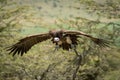 Lappet-faced vulture glides towards landing in trees Royalty Free Stock Photo