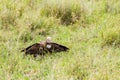 Lappet-faced vulture in the grass Royalty Free Stock Photo