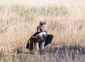 Lappet-faced Vulture Royalty Free Stock Photo