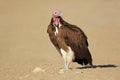 Lappet-faced vulture on the ground, South Africa Royalty Free Stock Photo