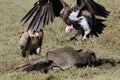 Lappet faced Vulture jump on wildebeest carcass