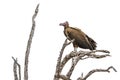 Lappet-faced Vulture in Kruger National park, South Africa Royalty Free Stock Photo