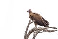 Lappet-faced Vulture in Kruger National park, South Africa Royalty Free Stock Photo