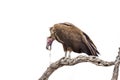 Lappet-faced Vulture in Kruger National park, South Africa Royalty Free Stock Photo