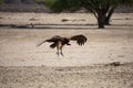 Lappet-faced Vulture Royalty Free Stock Photo