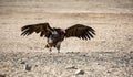 Lappet-faced Vulture Royalty Free Stock Photo