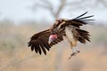 Lappet-faced vulture landing