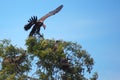 Lappet-faced Vulture landing on tree Royalty Free Stock Photo