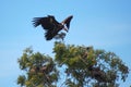 Lappet-faced Vulture landing on tree Royalty Free Stock Photo