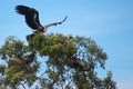 Lappet-faced Vulture landing on tree Royalty Free Stock Photo