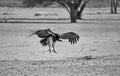 Lappet-faced Vulture Royalty Free Stock Photo