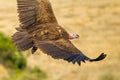 Lappet Faced Vulture Royalty Free Stock Photo