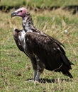 Lappet-faced vulture, Masai Mara, Kenya