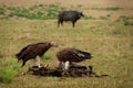 Lappet-faced Vulture or Nubian vulture - Torgos tracheliotos, Old World vulture belonging to the bird order Accipitriformes, pair Royalty Free Stock Photo