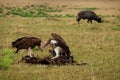 Lappet-faced Vulture or Nubian vulture - Torgos tracheliotos, Old World vulture belonging to the bird order Accipitriformes, pair Royalty Free Stock Photo