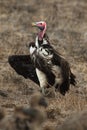 The lappet-faced vulture or Nubian vulture Torgos tracheliotos running the carcass on dry brown ground Royalty Free Stock Photo