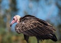 Lappet-faced vulture or Nubian vulture or Torgos tracheliotus Royalty Free Stock Photo