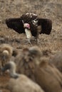 The lappet-faced vulture or Nubian vulture Torgos tracheliotos. Great sup hurrying to the carcass. Feeding vultures Royalty Free Stock Photo