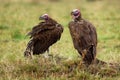 Lappet-faced Vulture or Nubian vulture - Torgos tracheliotos, Old World vulture belonging to the bird order Accipitriformes, pair Royalty Free Stock Photo