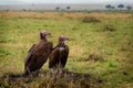 Lappet-faced Vulture or Nubian vulture - Torgos tracheliotos, Old World vulture belonging to the bird order Accipitriformes, pair Royalty Free Stock Photo