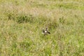 Lappet-faced vultures in Serengeti National Park, Tanzania Royalty Free Stock Photo