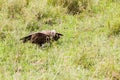 Nubian vulture in Serengeti National Park, Tanzania Royalty Free Stock Photo