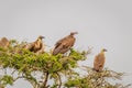 The lappet-faced vulture or Nubian vulture Torgos tracheliotos and White-backed vultures Gyps africanus in a tree, Lake Mburo Royalty Free Stock Photo