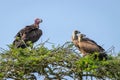 The lappet-faced vulture or Nubian vulture Torgos tracheliotos and White-backed vultures Gyps africanus in a tree, Lake Mburo Royalty Free Stock Photo