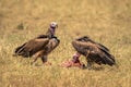 Lappet-faced vulture pecks at carcase beside another Royalty Free Stock Photo