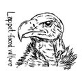 Lappet-faced vulture`s head - vector illustration sketch hand dr