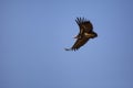 Lappet faced Vulture Soaring in Flight