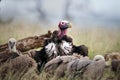 Lappet faced vulture in South Africa Royalty Free Stock Photo