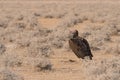 Lappet-faced vulture standing on ground Royalty Free Stock Photo