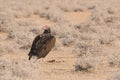 Lappet-faced vulture standing on ground looking back Royalty Free Stock Photo