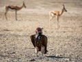 Lappet-faced Vulture Royalty Free Stock Photo