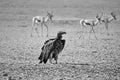 Lappet-faced Vulture Royalty Free Stock Photo