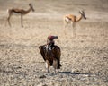 Lappet-faced Vulture Royalty Free Stock Photo