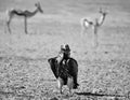 Lappet-faced Vulture Royalty Free Stock Photo