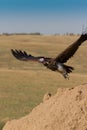 Lappet Faced Vulture takes off Royalty Free Stock Photo