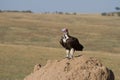 Lappet Faced Vulture on termite hill. Royalty Free Stock Photo