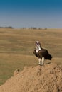 Lappet Faced Vulture on termite hill. Royalty Free Stock Photo