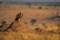 Lappet-faced vulture on termite mound in sunshine Royalty Free Stock Photo